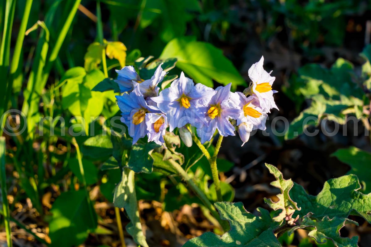 Oliver Nature Park, Mansfield, TX A4-01047