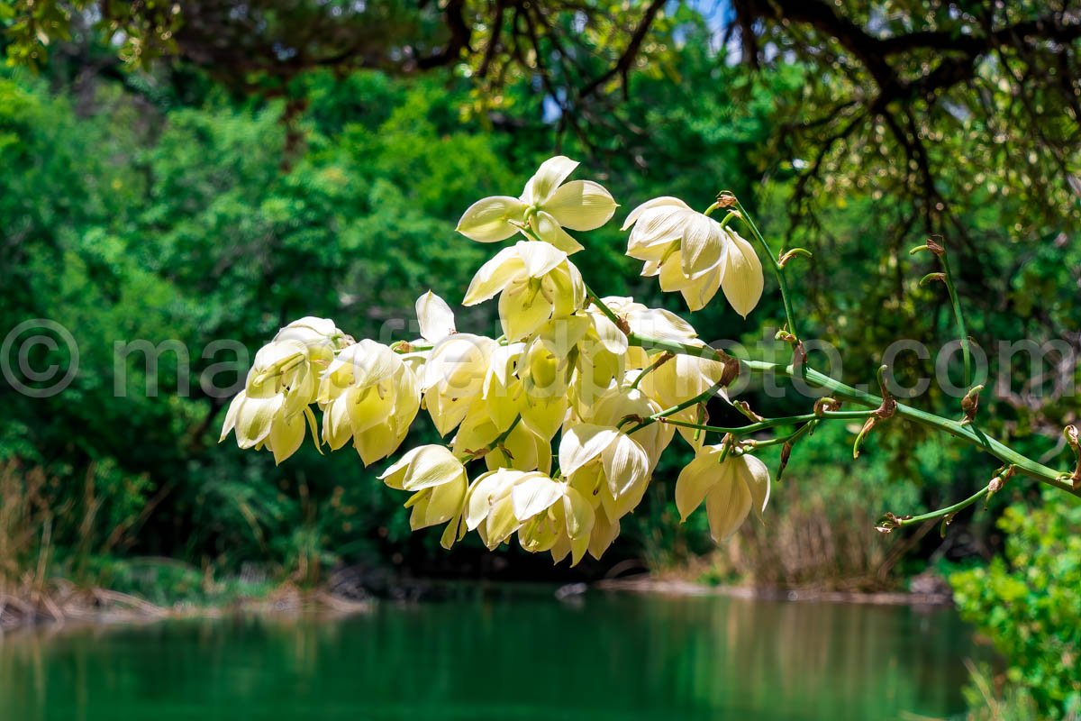 Cleburne State Park, Tx A4-01050