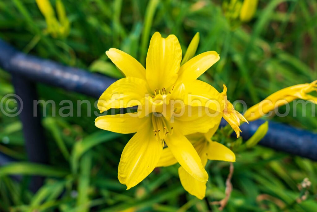 Yellow Lily A4-01052 - Mansfield Photography