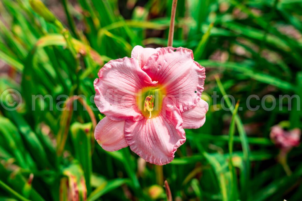 Daylily A4-01053 - Mansfield Photography