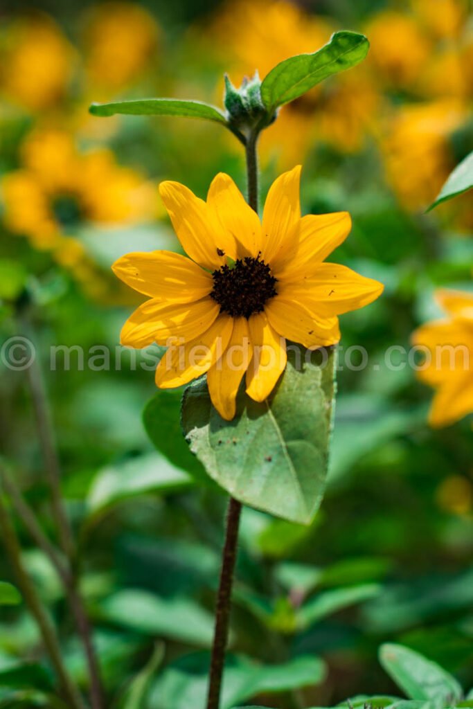 Sunflower A4-01057 - Mansfield Photography