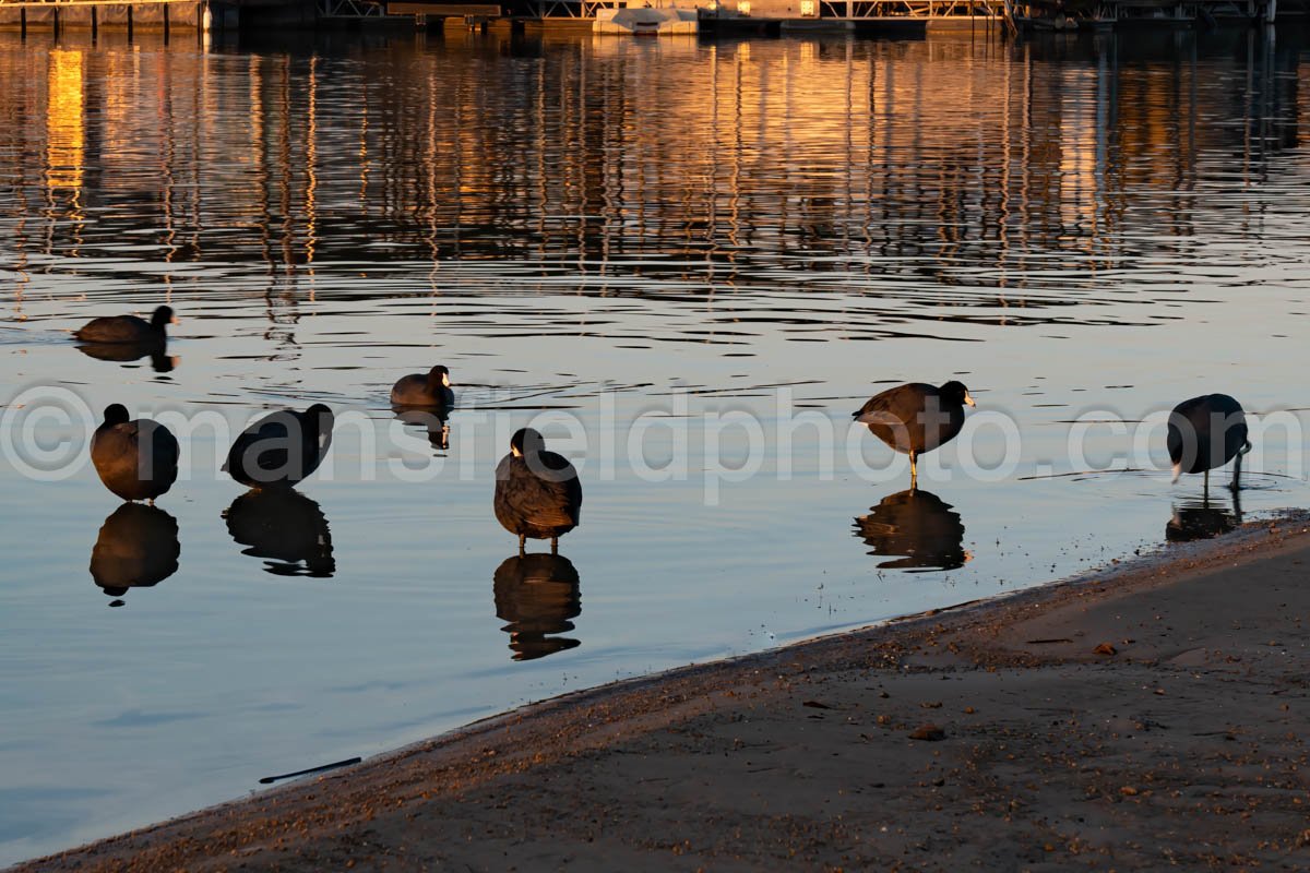 Morning At Lynn Creek Park A4-01251