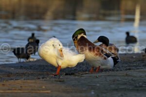 Morning At Lynn Creek Park A4-01252 - Mansfield Photography
