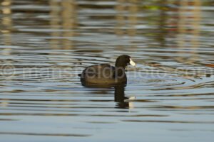 Morning At Lynn Creek Park A4-01253 - Mansfield Photography