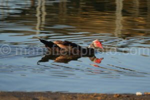 Morning At Lynn Creek Park A4-01254 - Mansfield Photography
