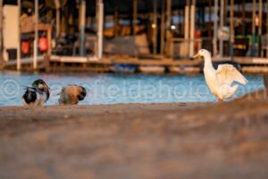 Morning At Lynn Creek Park A4-01257 - Mansfield Photography