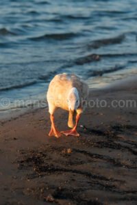 Morning At Lynn Creek Park A4-01258 - Mansfield Photography