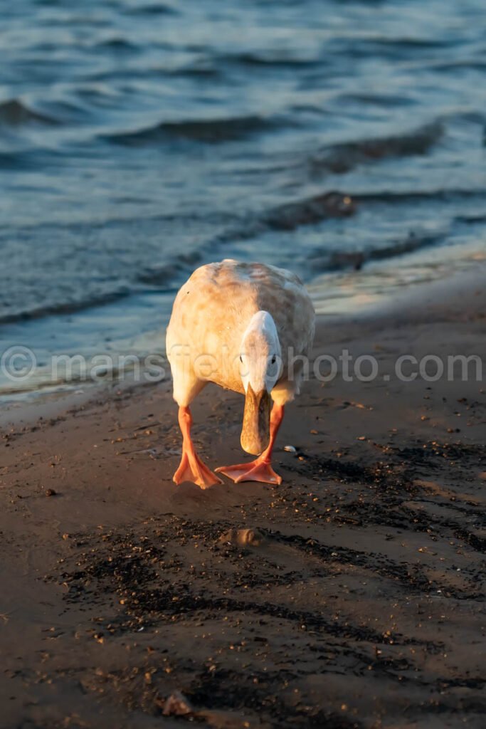 Morning At Lynn Creek Park A4-01258 - Mansfield Photography