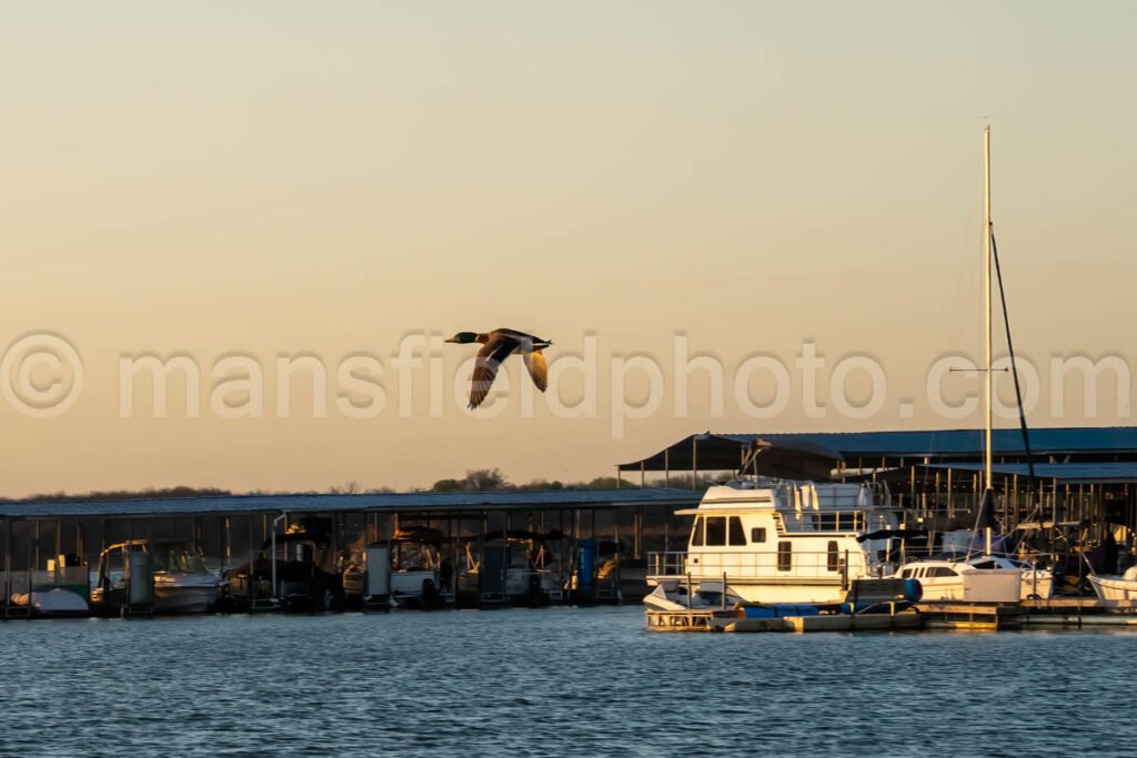 Morning At Lynn Creek Park A4-01259 - Mansfield Photography