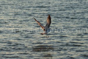 Morning At Lynn Creek Park A4-01263 - Mansfield Photography