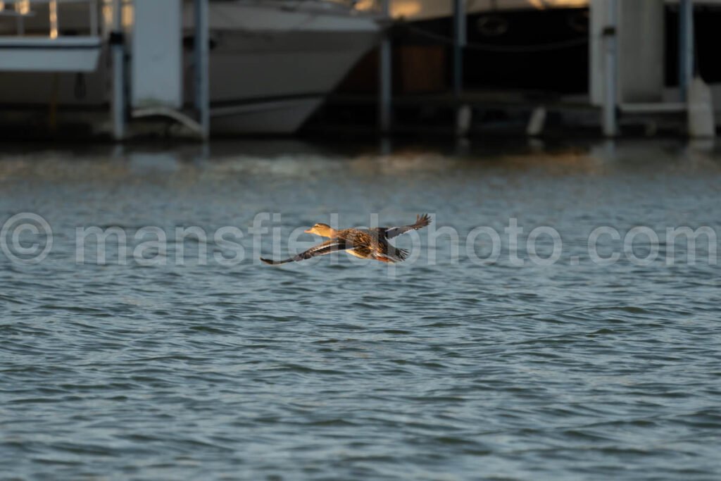 Morning At Lynn Creek Park A4-01266 - Mansfield Photography