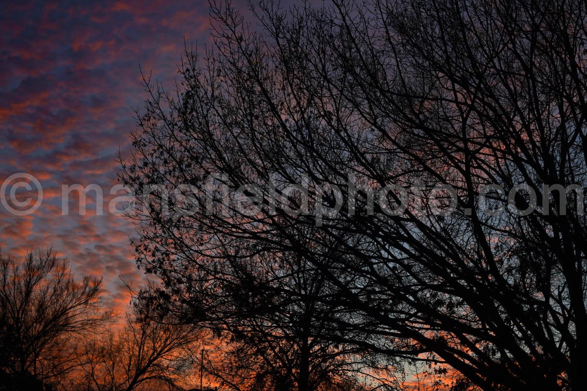 Tree and Sunset A4-01701