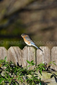 Bluebird A4-01901 - Mansfield Photography