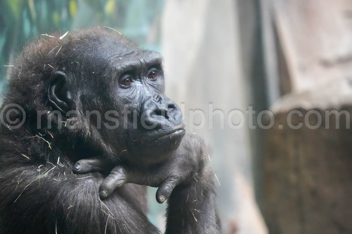 Gorilla – Fort Worth Zoo A4-01902