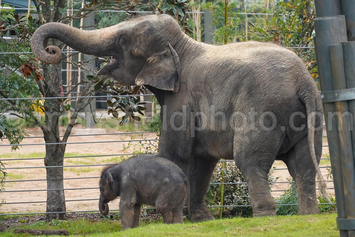 Elephant And Baby – Fort Worth Zoo A4-01903