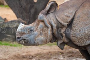 Rhino - Fort Worth Zoo A4-01904 - Mansfield Photography
