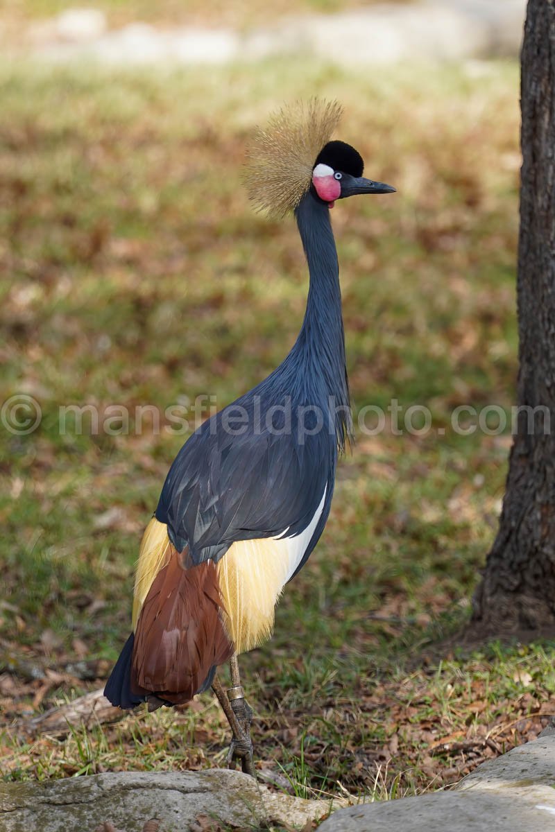 Grey Crowned Crane – Fort Worth Zoo A4-01912