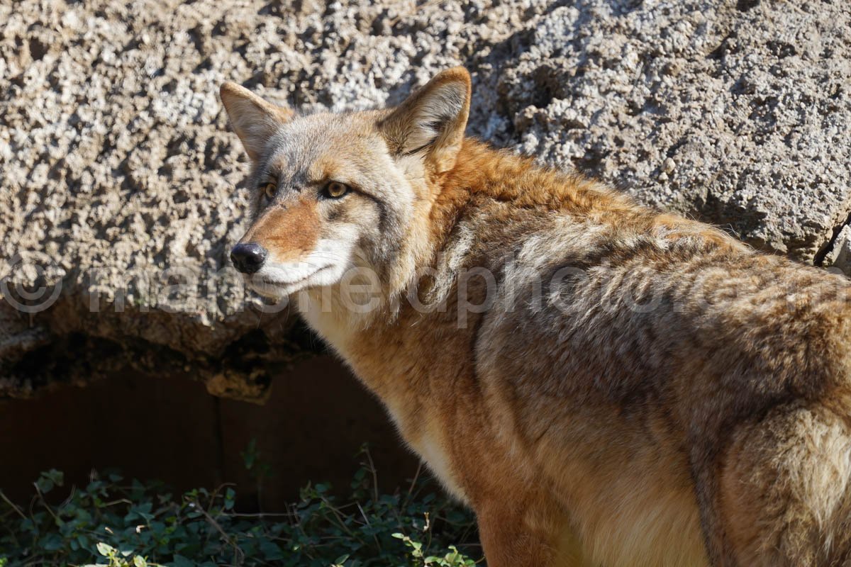 Coyote – Fort Worth Zoo A4-01917