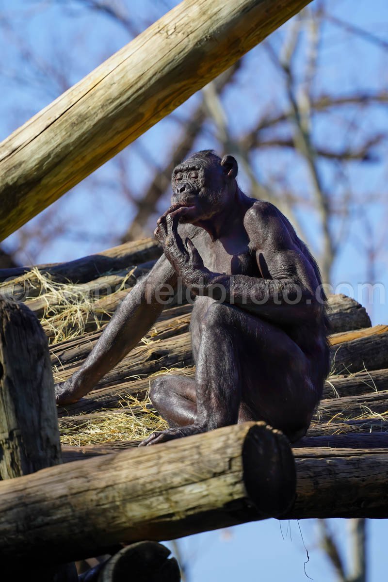 Chimpanzee A4-01919