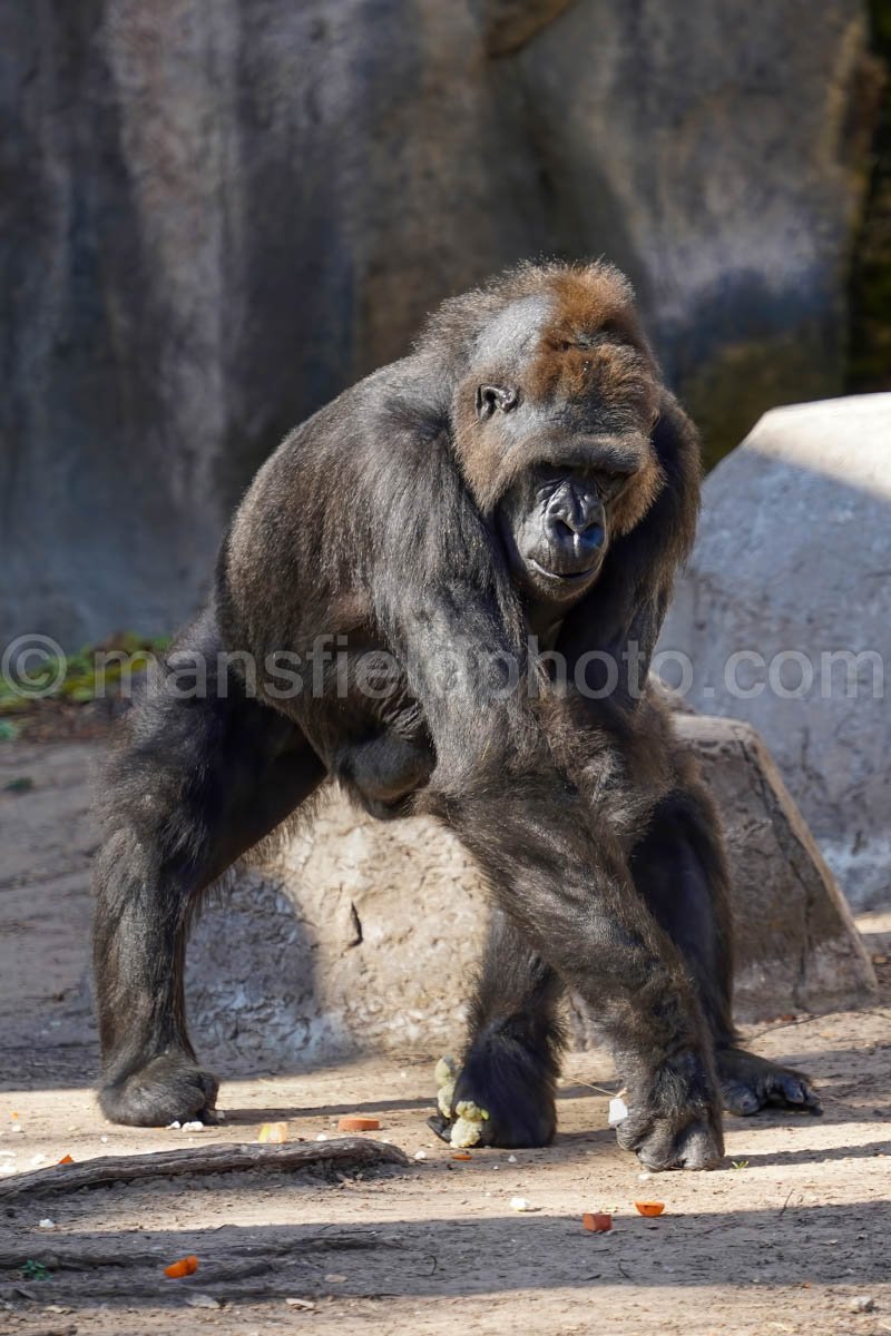 Gorilla – Fort Worth Zoo A4-01921