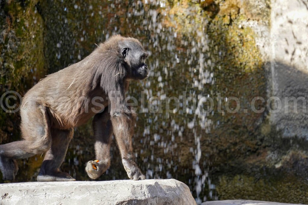 Gorilla - Fort Worth Zoo A4-01922 - Mansfield Photography