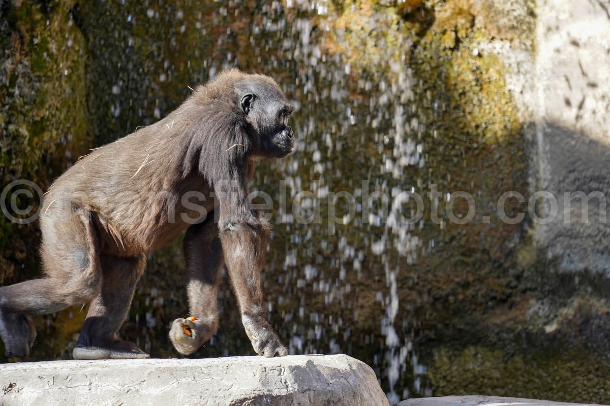 Gorilla – Fort Worth Zoo A4-01922