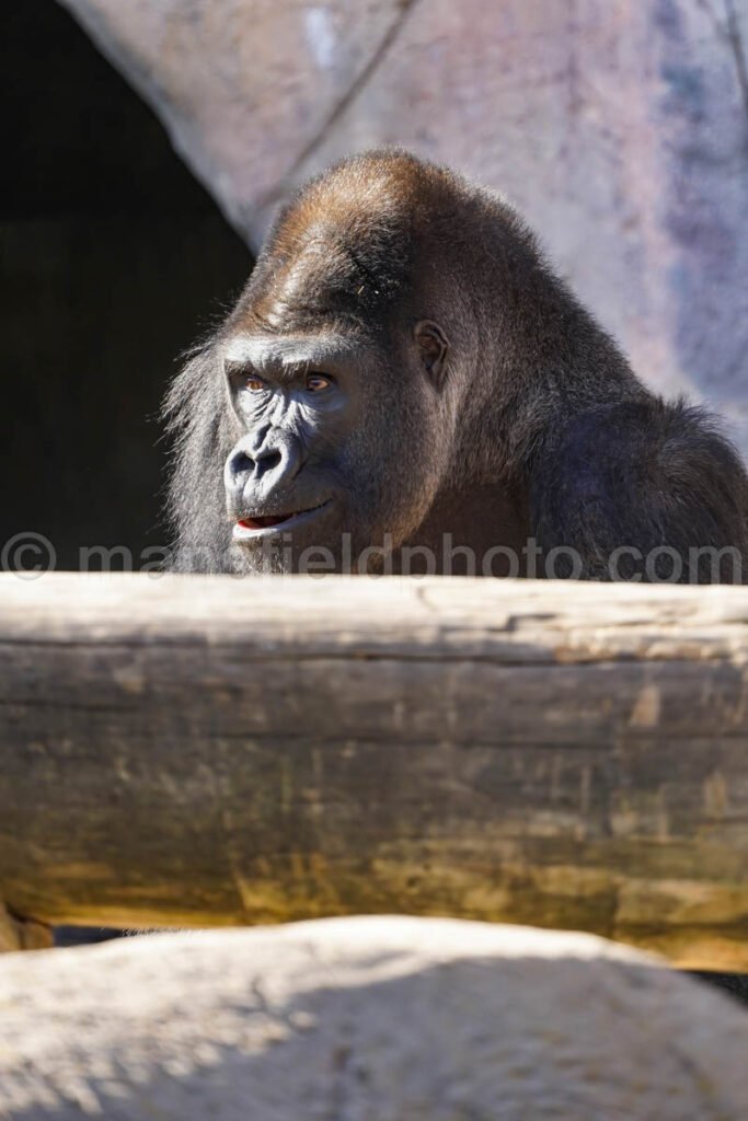 Gorilla - Fort Worth Zoo A4-01923 - Mansfield Photography