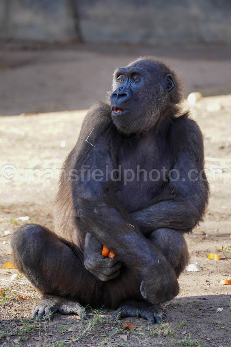 Gorilla – Fort Worth Zoo A4-01924