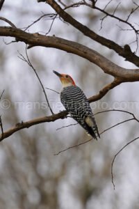 Red Bellied Woodpecker A4-01925 - Mansfield Photography