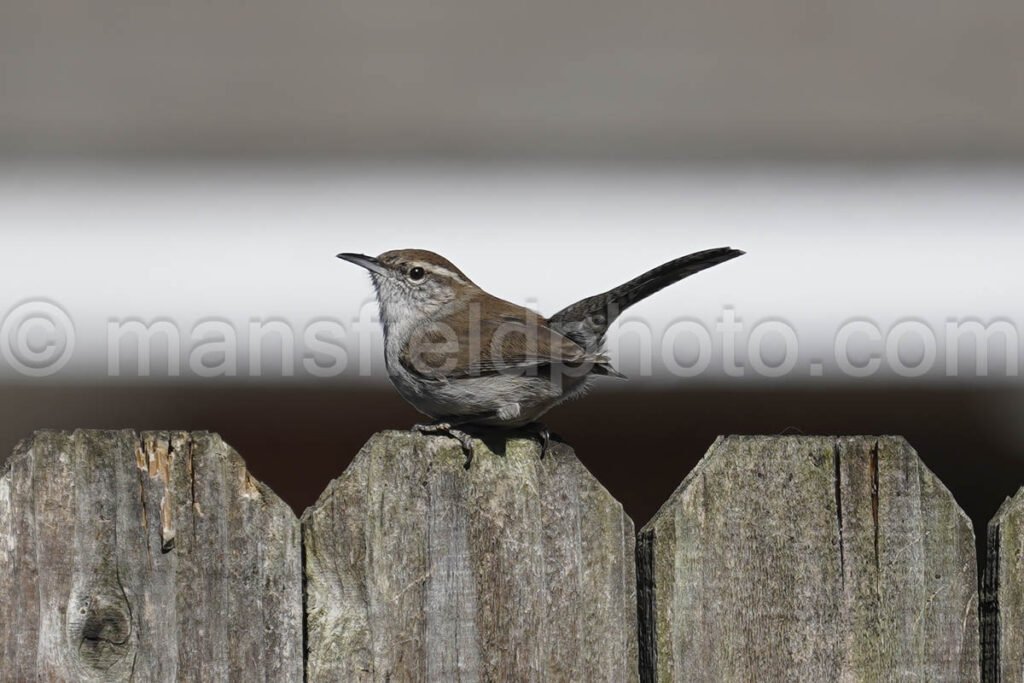 Bewicks Wren A4-01928 - Mansfield Photography