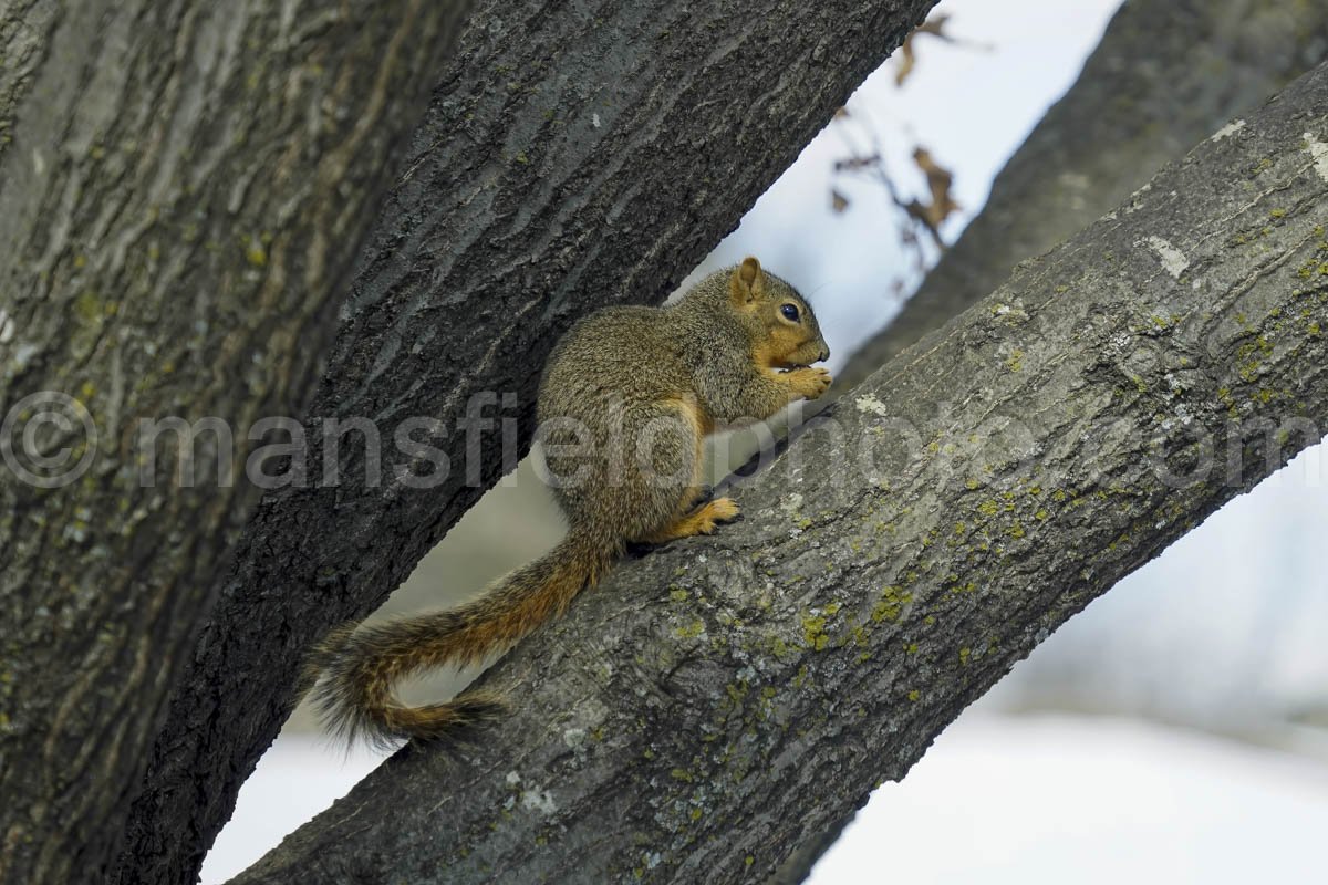 Fox Squirrel A4-01931