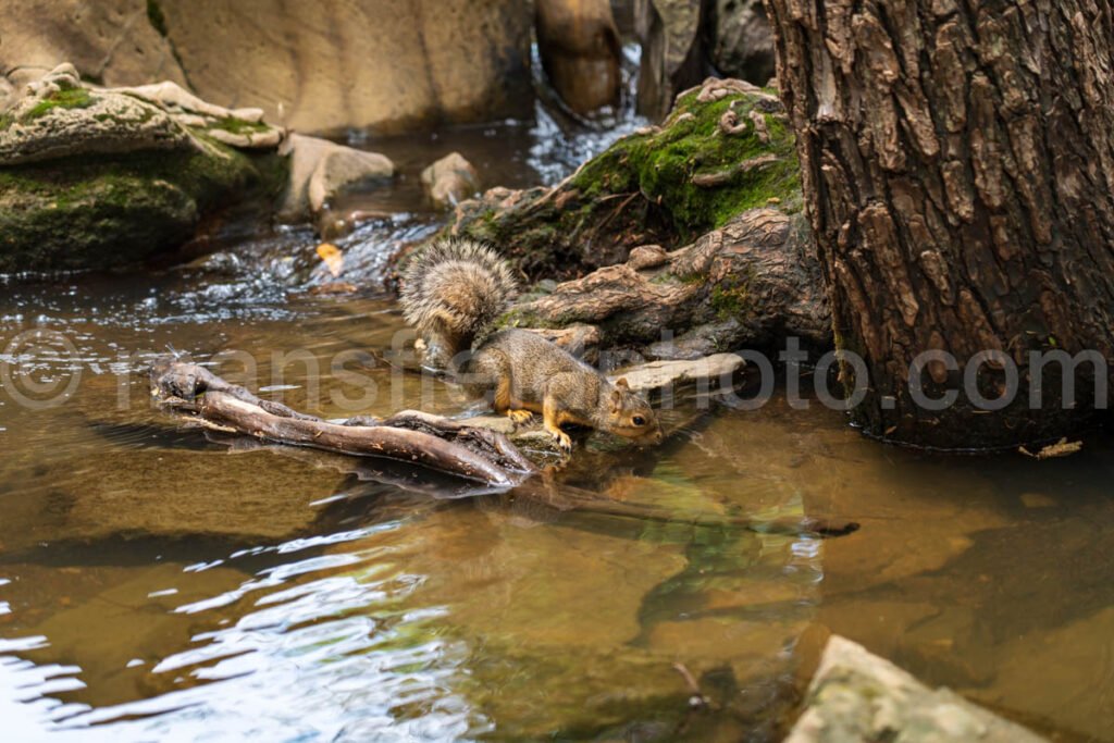 Squirrel At Stone Creek Park A4-02941 - Mansfield Photography