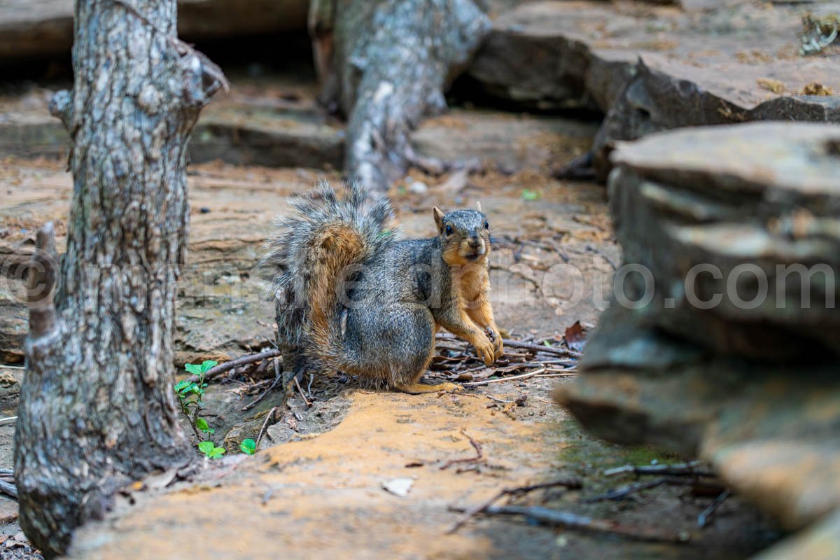 Squirrel At Stone Creek Park A4-02946