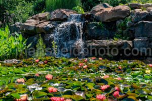 Dallas Botanical Garden A4-03689 - Mansfield Photography