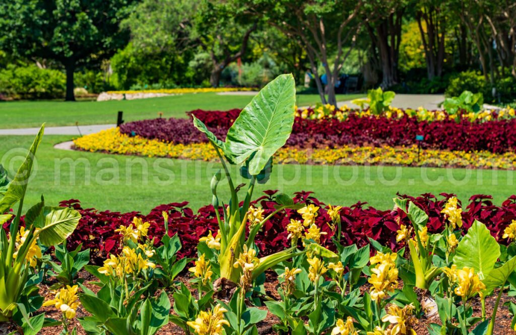 Dallas Botanical Garden A4-03728 - Mansfield Photography