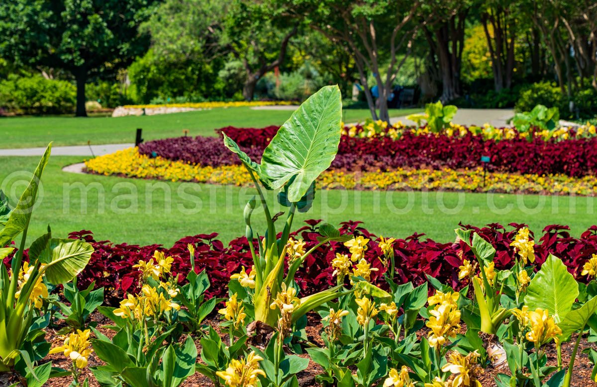 Dallas Botanical Garden A4-03728