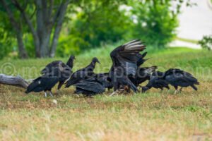 Vultures A4-03796 - Mansfield Photography