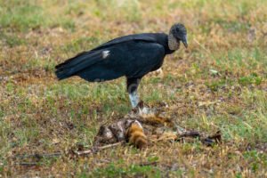 Vultures A4-03813 - Mansfield Photography
