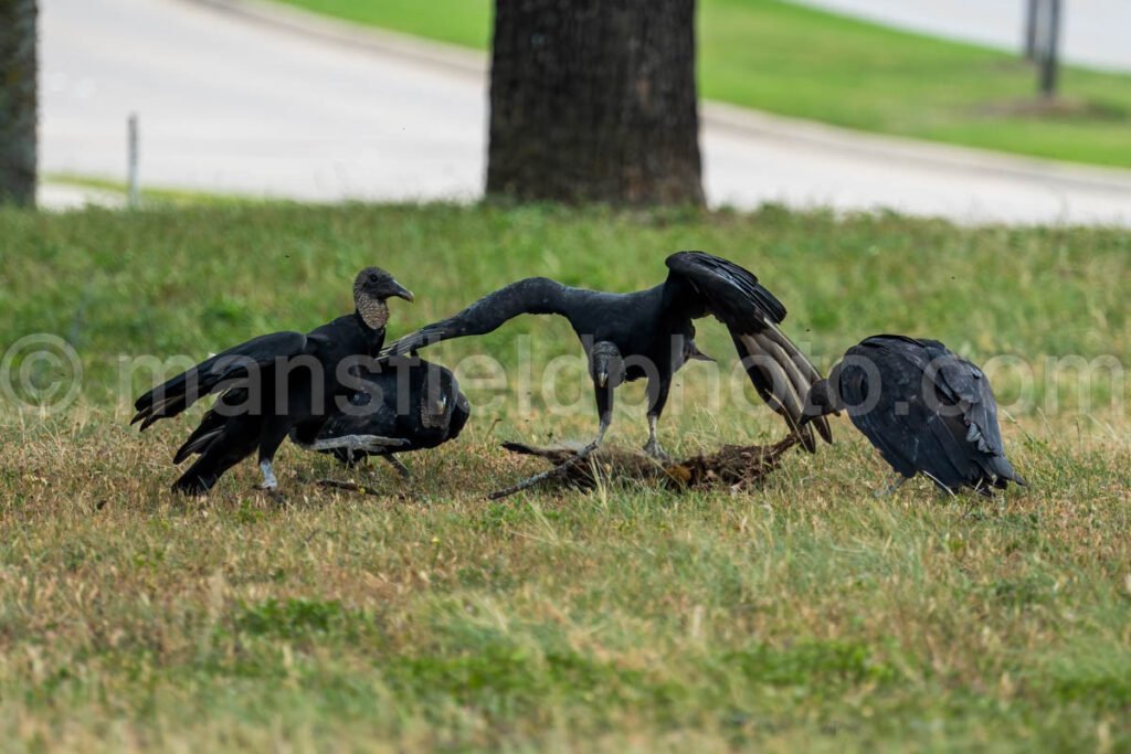 Vultures A4-03833 - Mansfield Photography