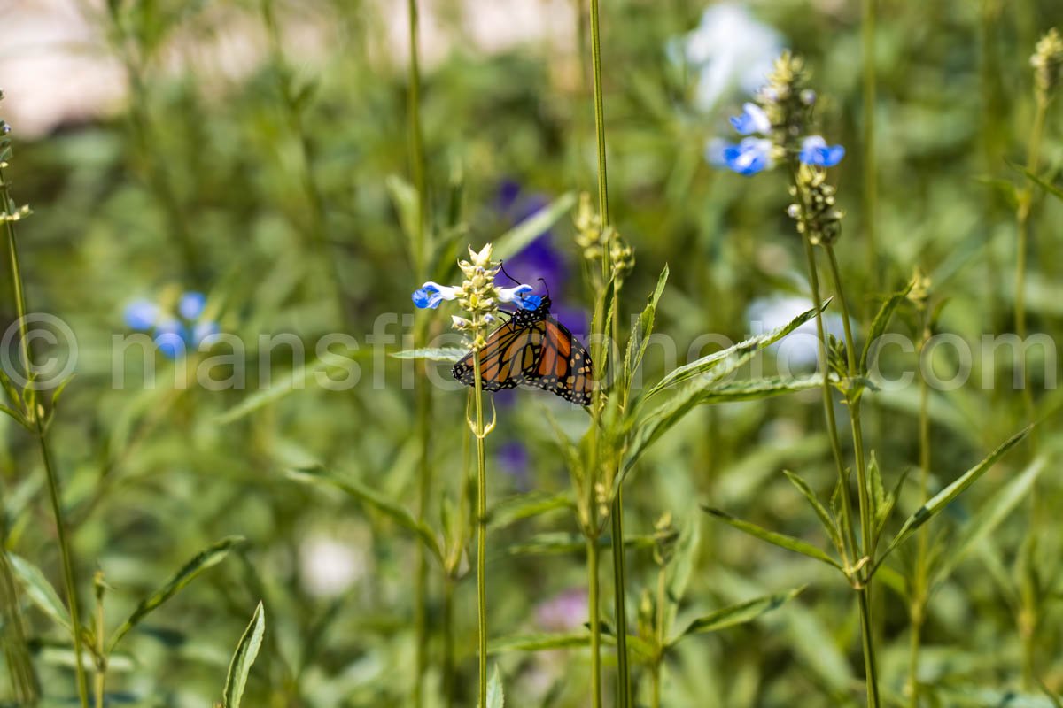 Butterfly – Fort Worth Botanic Garden A4-03851