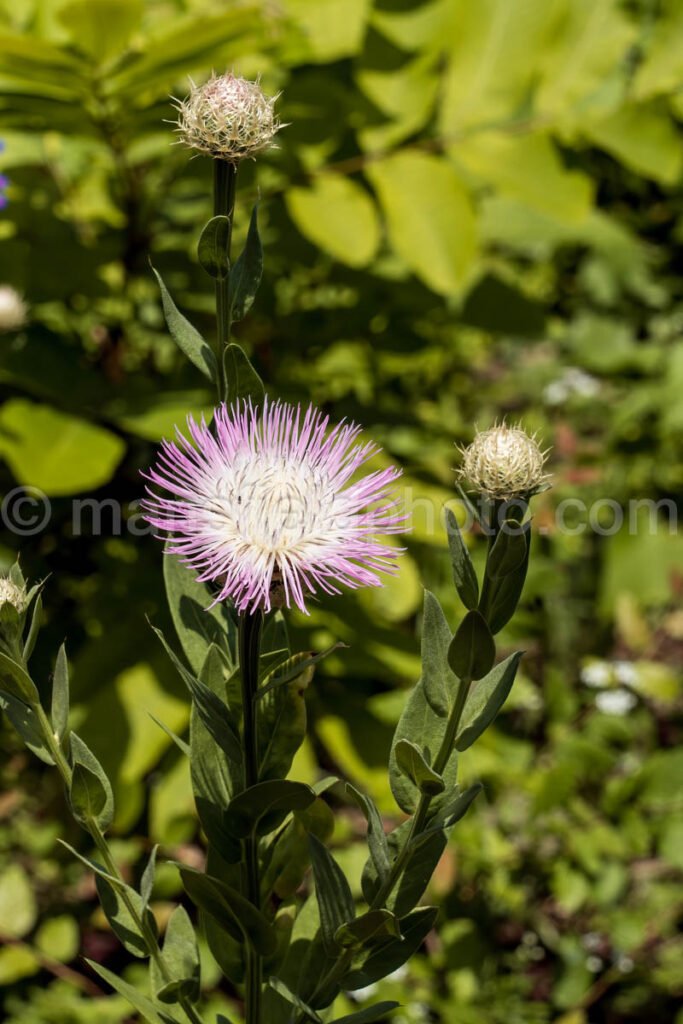 Fort Worth Botanic Garden A4-03886 - Mansfield Photography