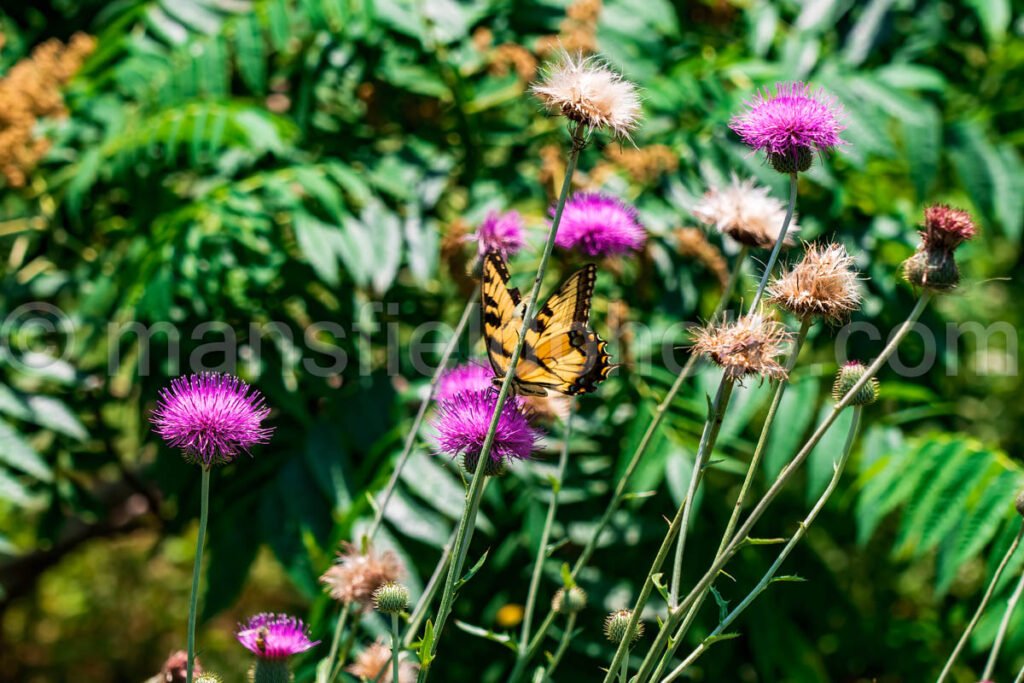 Butterfly - Fort Worth Botanic Garden A4-03889 - Mansfield Photography