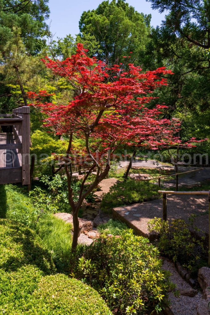 Fort Worth Botanic Garden A4-03927 - Mansfield Photography