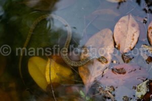 Fort Worth Botanic Garden A4-03946 - Mansfield Photography
