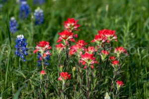 Indian Paintbrush A4-04017 - Mansfield Photography
