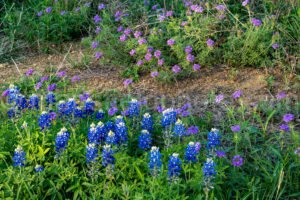 Texas Bluebonnets A4-04019 - Mansfield Photography