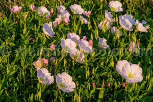 Primrose A4-04021 - Mansfield Photography