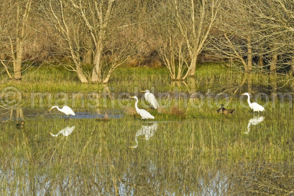 Great Egret A4-04251 - Mansfield Photography