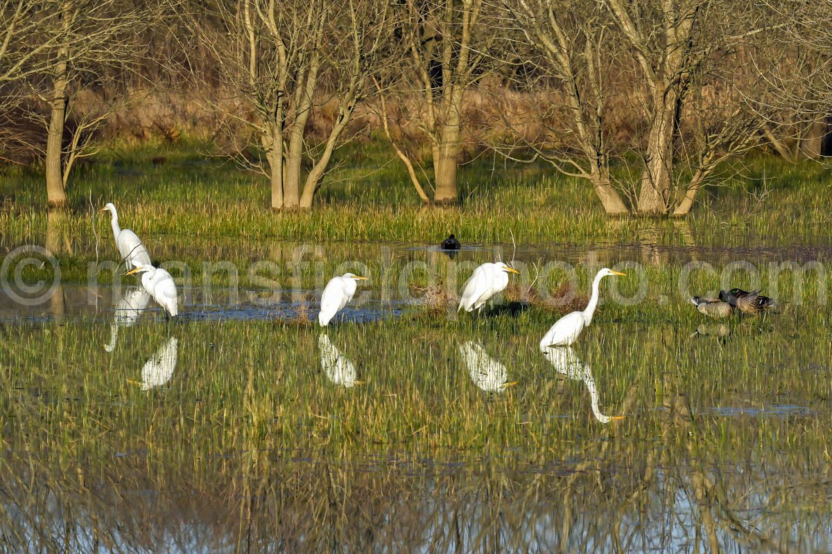 Pond, Mansfield, Tx A4-04253