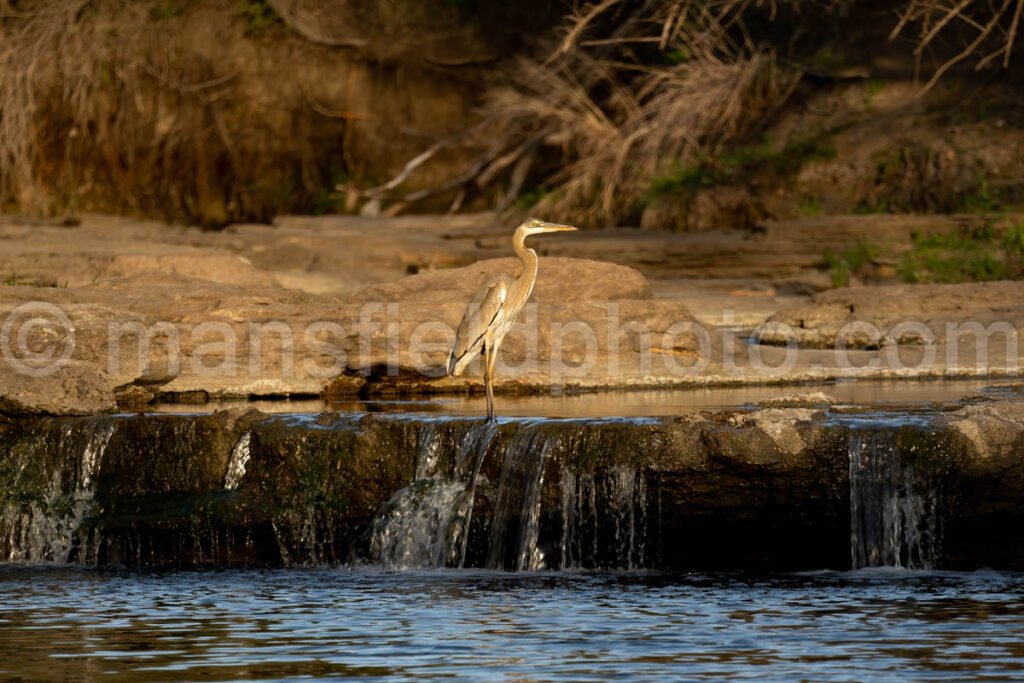 Great Heron At Bowman Branch Creek A4-04265 - Mansfield Photography